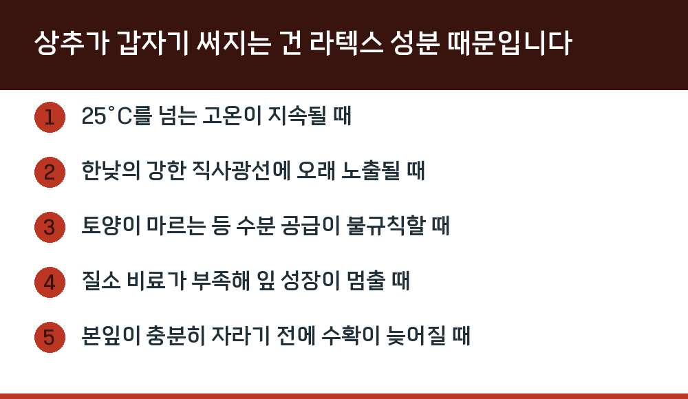 상추가 갑자기 써지는 건 라텍스 성분 때문입니다