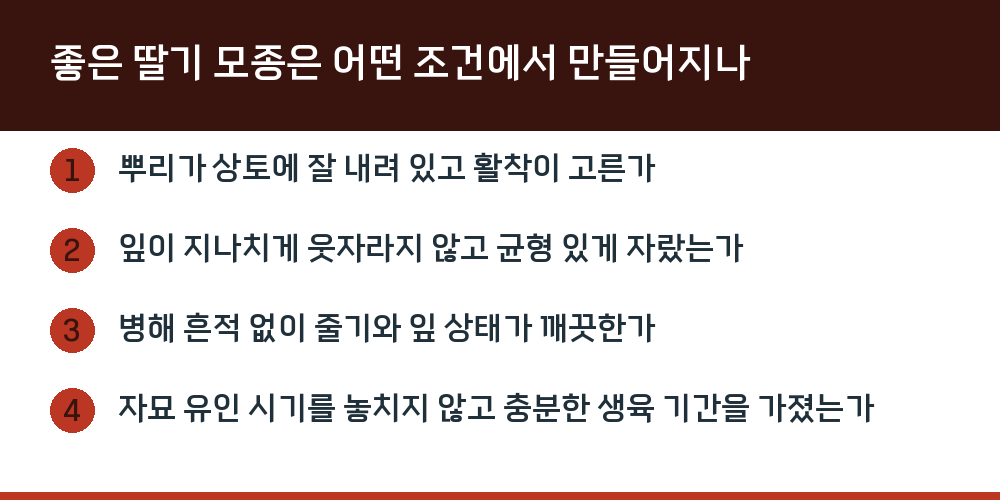 좋은 딸기 모종은 어떤 조건에서 만들어지나