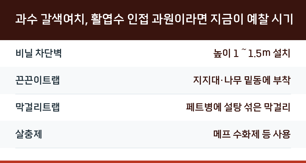 과수 갈색여치, 활엽수 인접 과원이라면 지금이 예찰 시기