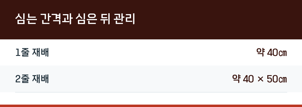 심는 간격과 심은 뒤 관리