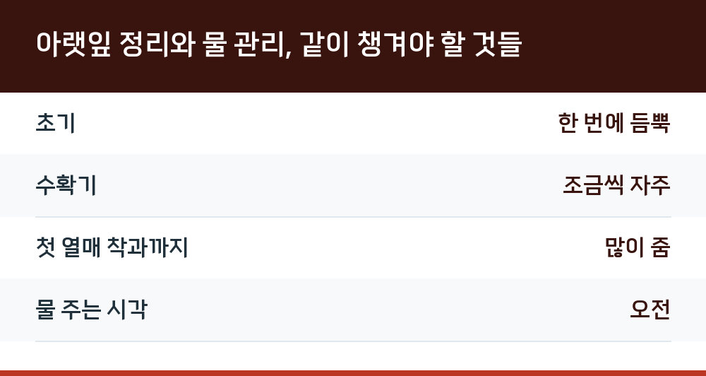 아랫잎 정리와 물 관리, 같이 챙겨야 할 것들