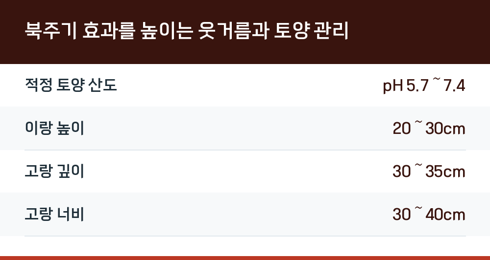 북주기 효과를 높이는 웃거름과 토양 관리