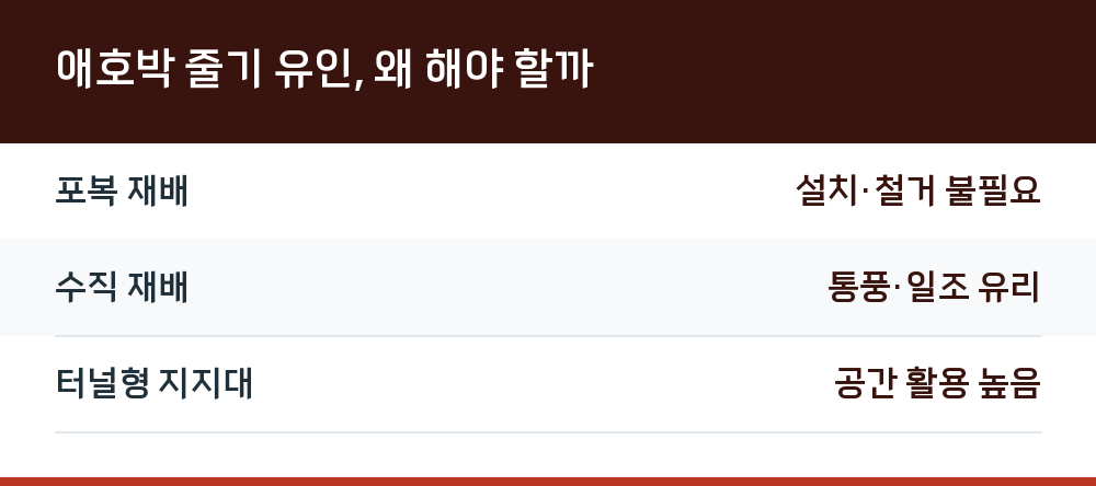애호박 줄기 유인, 왜 해야 할까