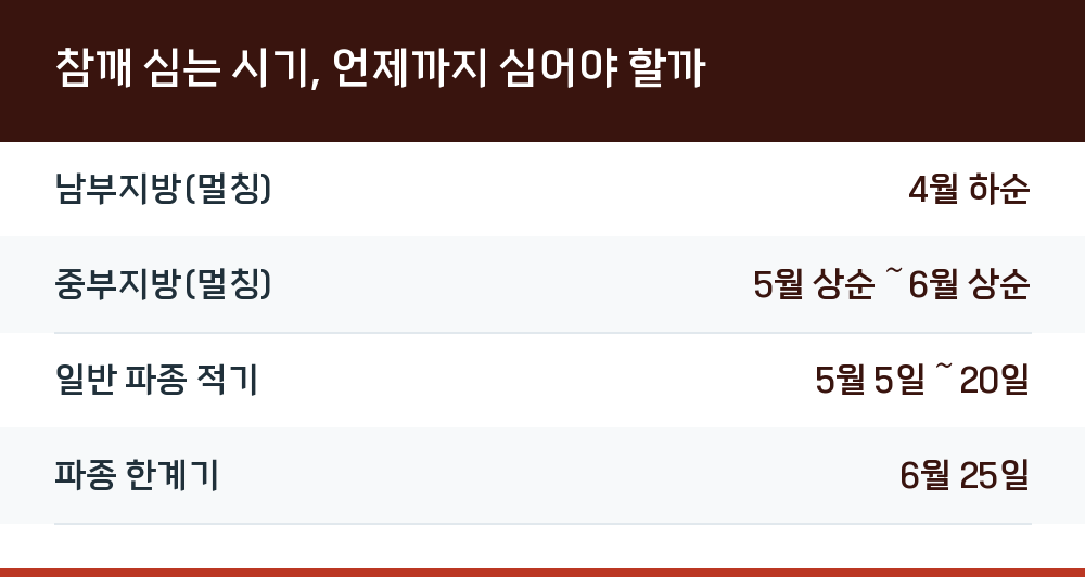 참깨 심는 시기, 언제까지 심어야 할까