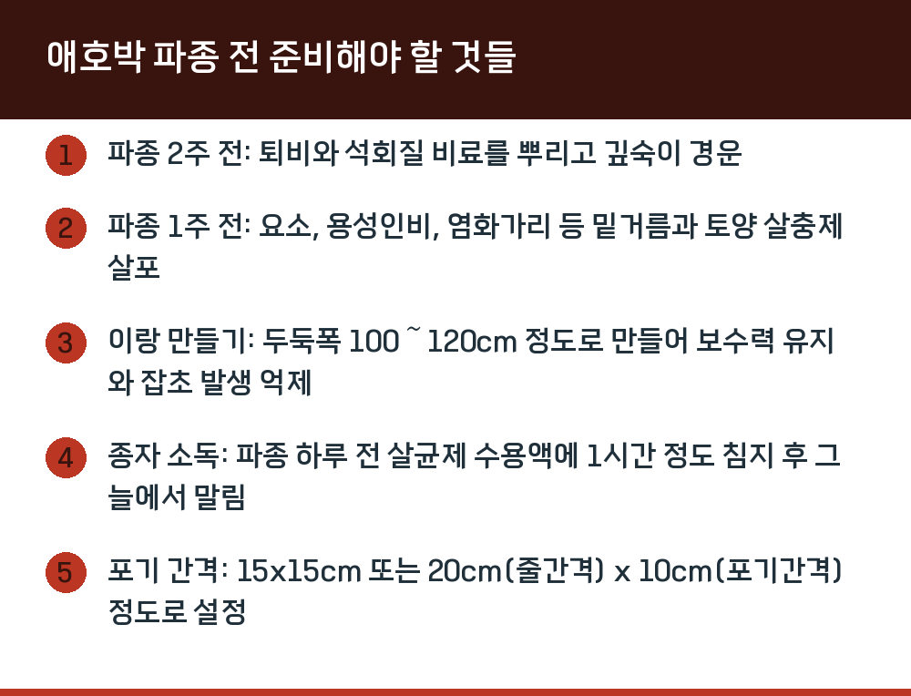 애호박 파종 전 준비해야 할 것들