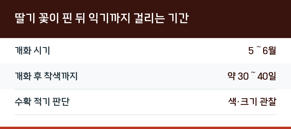 딸기 꽃이 핀 뒤 익기까지 걸리는 기간