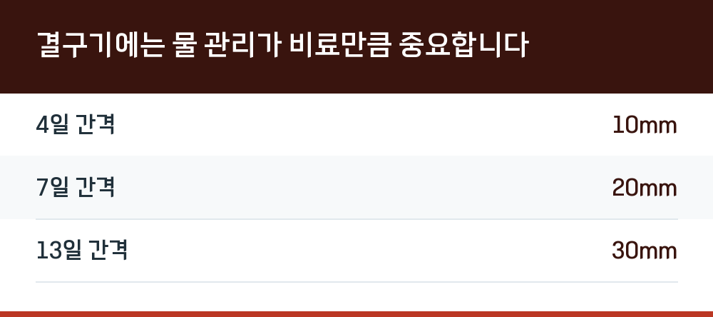 결구기에는 물 관리가 비료만큼 중요합니다