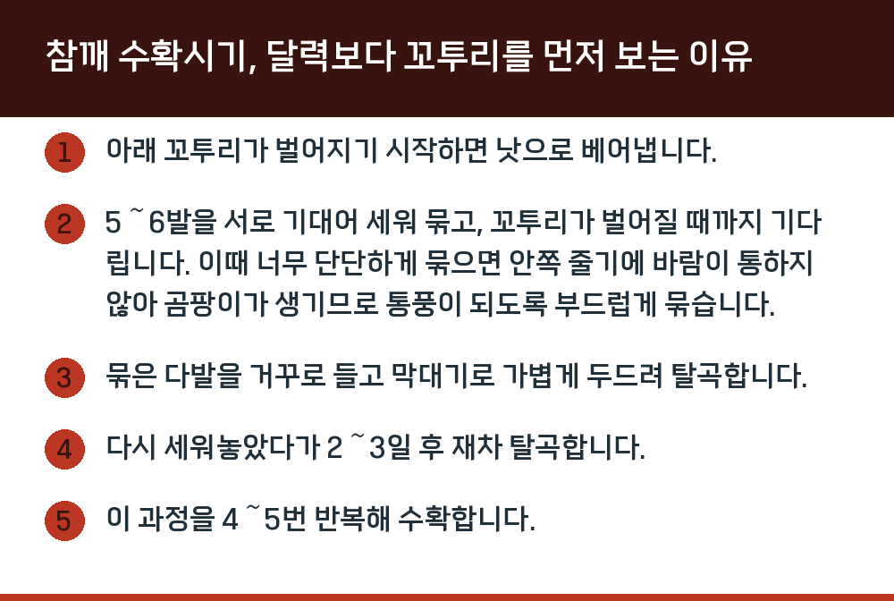 참깨 수확시기, 달력보다 꼬투리를 먼저 보는 이유