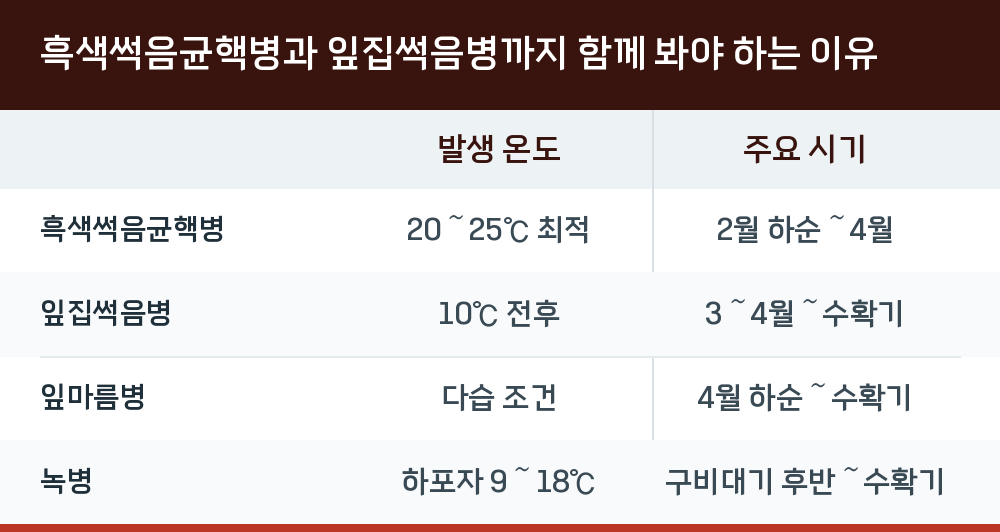 흑색썩음균핵병과 잎집썩음병까지 함께 봐야 하는 이유