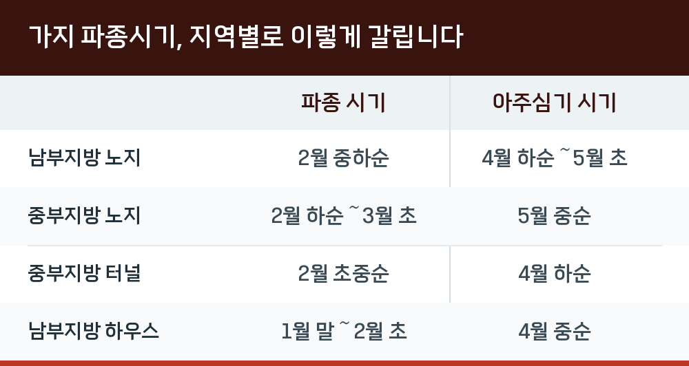 가지 파종시기, 지역별로 이렇게 갈립니다