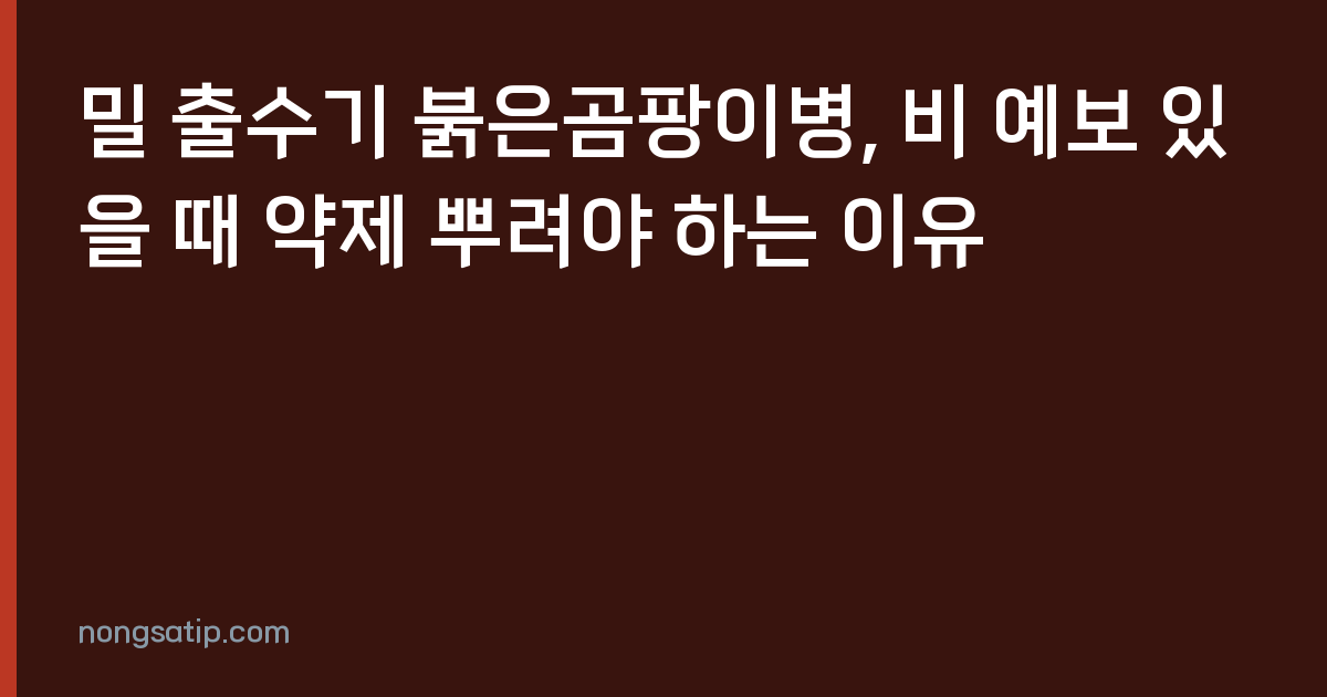 밀 출수기 붉은곰팡이병, 비 예보 있을 때 약제 뿌려야 하는 이유