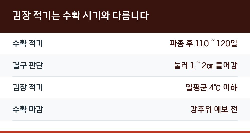 김장 적기는 수확 시기와 다릅니다