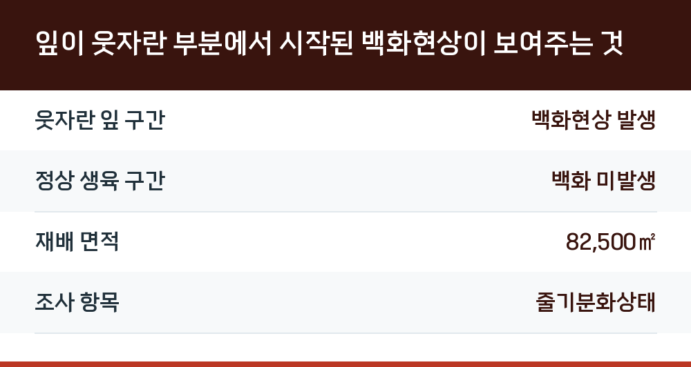 잎이 웃자란 부분에서 시작된 백화현상이 보여주는 것