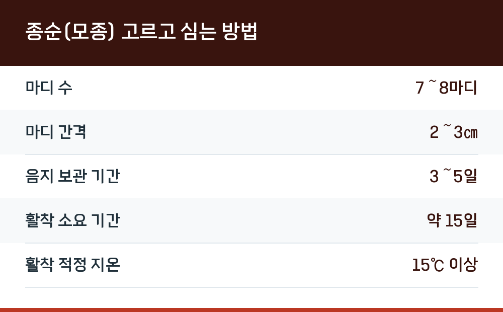 종순(모종) 고르고 심는 방법