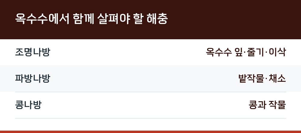 옥수수에서 함께 살펴야 할 해충