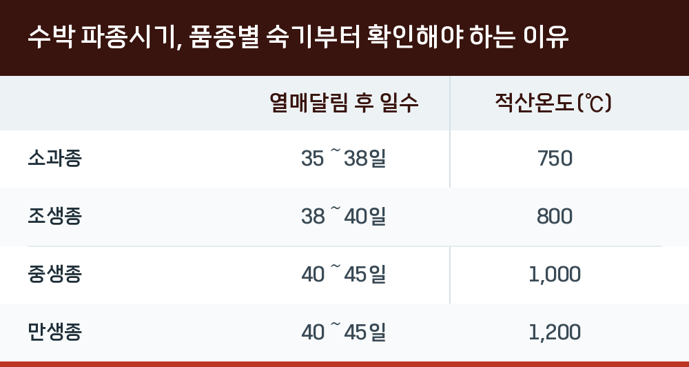 수박 파종시기, 품종별 숙기부터 확인해야 하는 이유