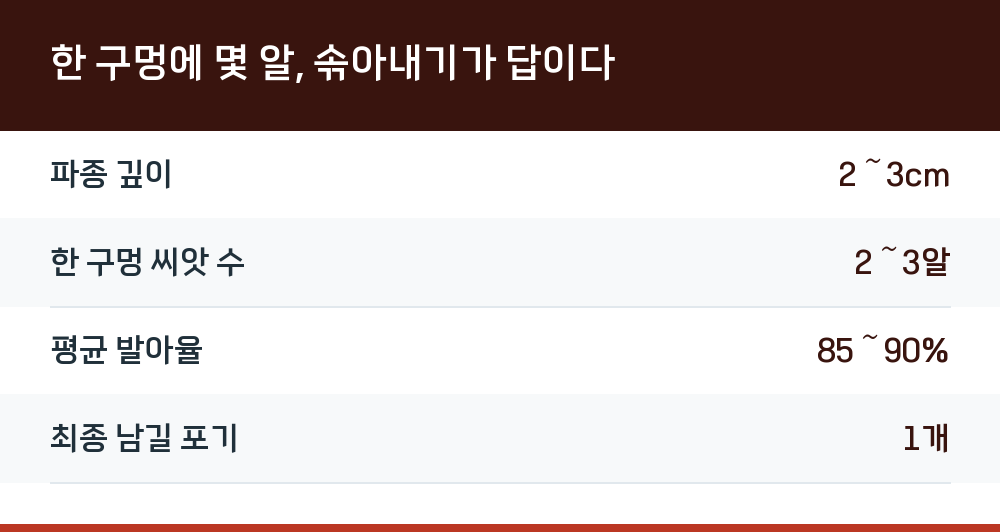 한 구멍에 몇 알, 솎아내기가 답이다