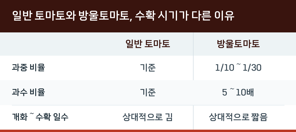 일반 토마토와 방울토마토, 수확 시기가 다른 이유