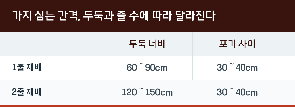 가지 심는 간격, 두둑과 줄 수에 따라 달라진다