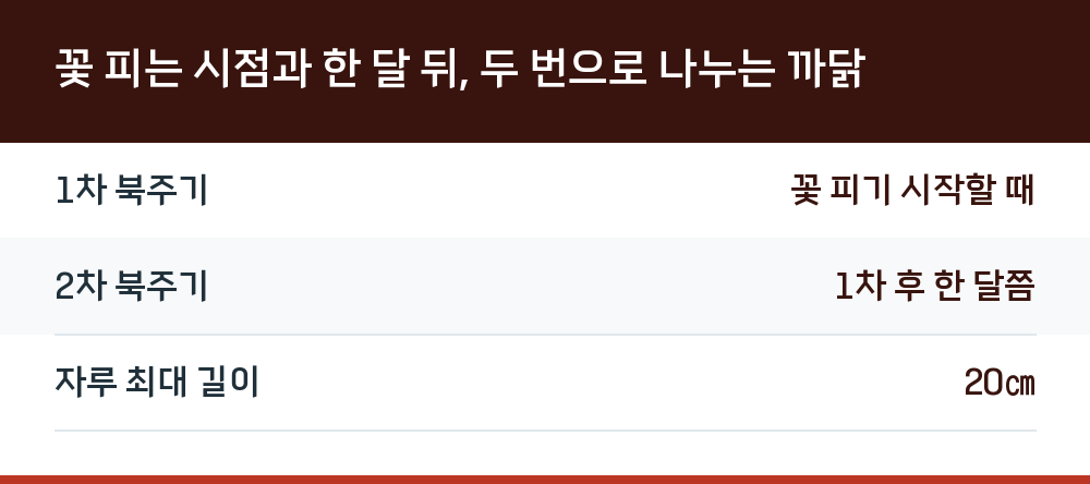 꽃 피는 시점과 한 달 뒤, 두 번으로 나누는 까닭
