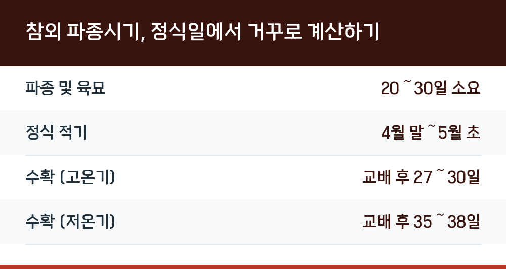 참외 파종시기, 정식일에서 거꾸로 계산하기