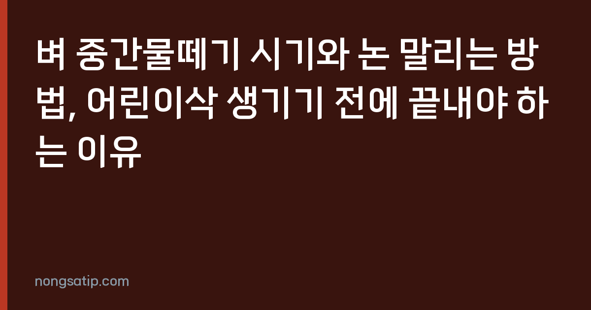 벼 중간물떼기 시기와 논 말리는 방법, 어린이삭 생기기 전에 끝내야 하는 이유