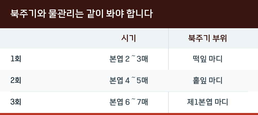 북주기와 물관리는 같이 봐야 합니다