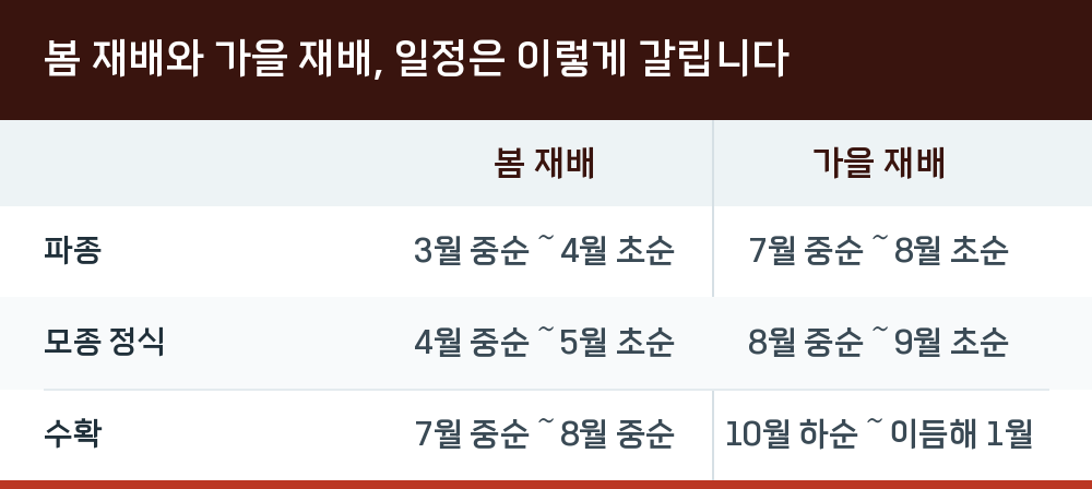봄 재배와 가을 재배, 일정은 이렇게 갈립니다
