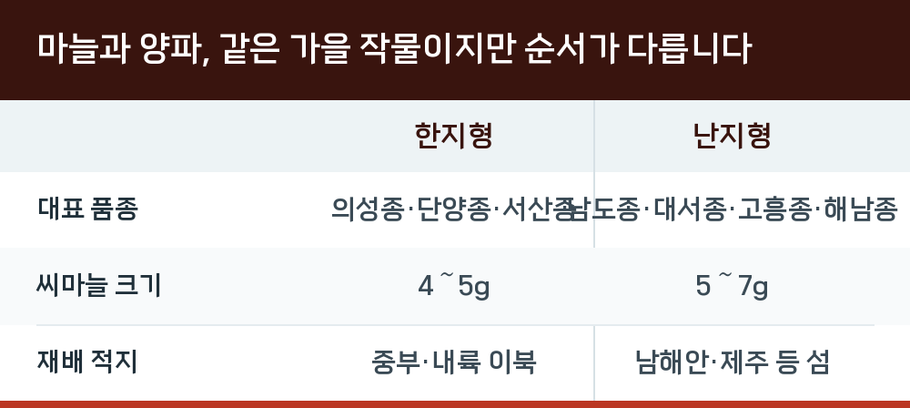 마늘과 양파, 같은 가을 작물이지만 순서가 다릅니다