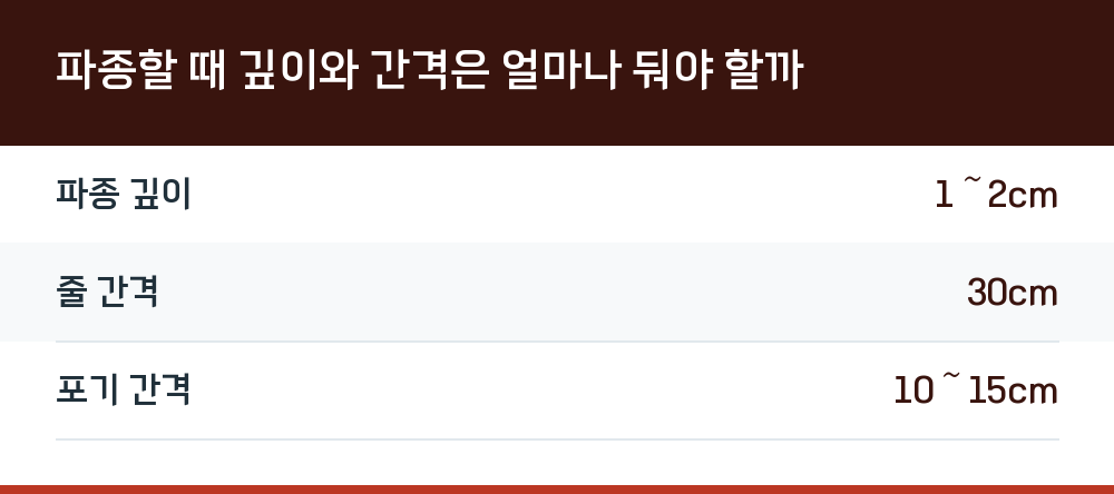 파종할 때 깊이와 간격은 얼마나 둬야 할까