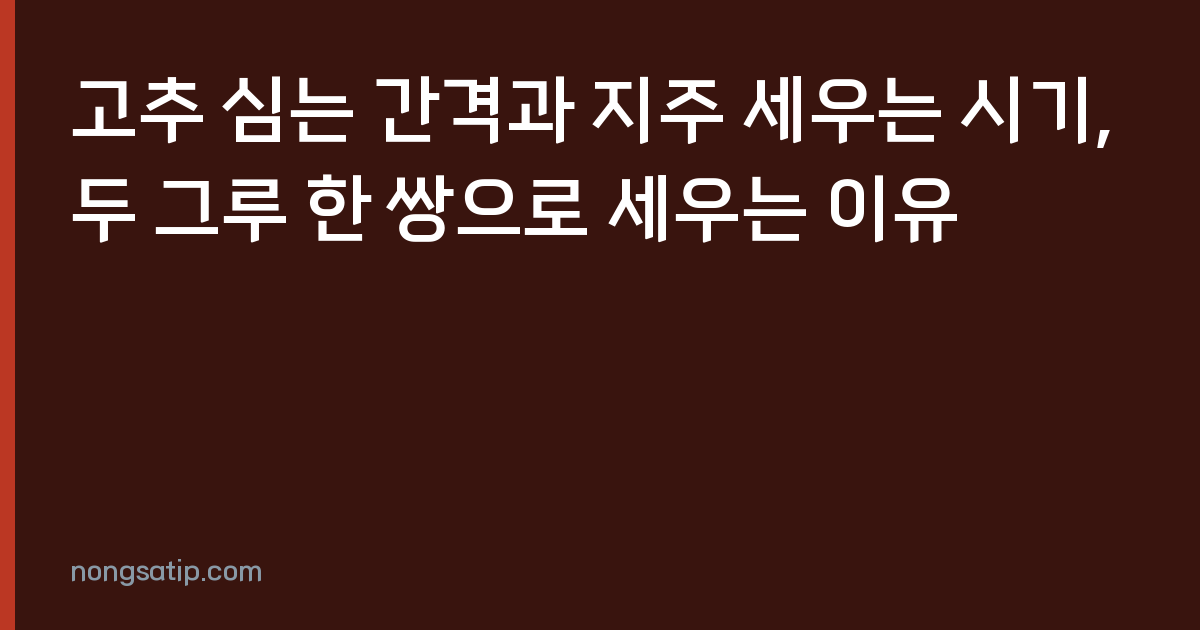고추 심는 간격과 지주 세우는 시기, 두 그루 한 쌍으로 세우는 이유