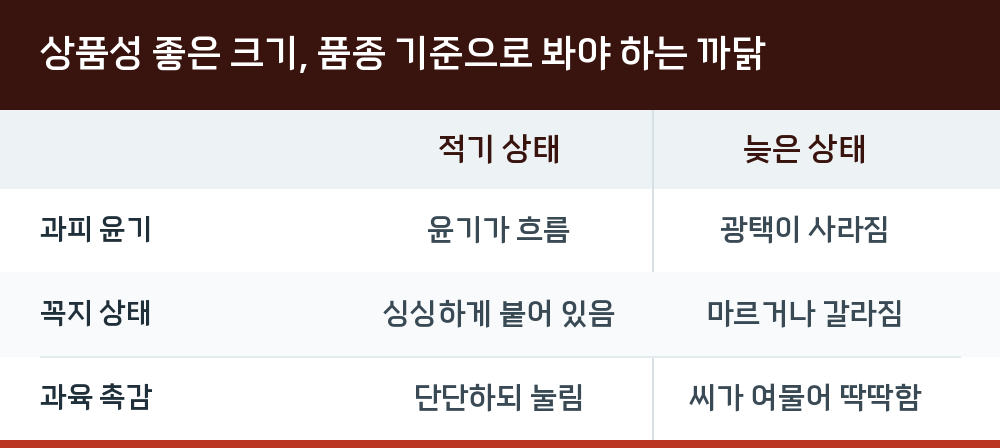상품성 좋은 크기, 품종 기준으로 봐야 하는 까닭