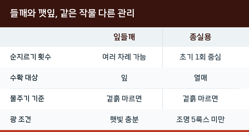 들깨와 깻잎, 같은 작물 다른 관리