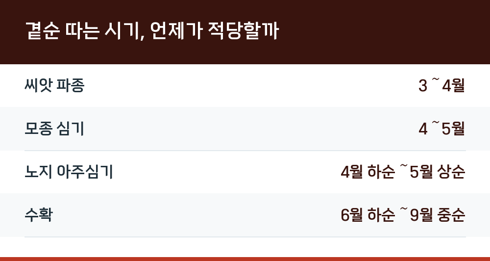 곁순 따는 시기, 언제가 적당할까