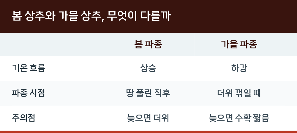 봄 상추와 가을 상추, 무엇이 다를까