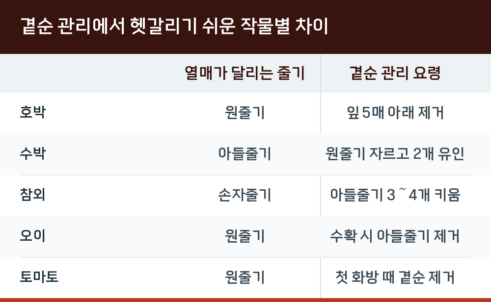 곁순 관리에서 헷갈리기 쉬운 작물별 차이