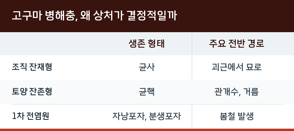 고구마 병해충, 왜 상처가 결정적일까