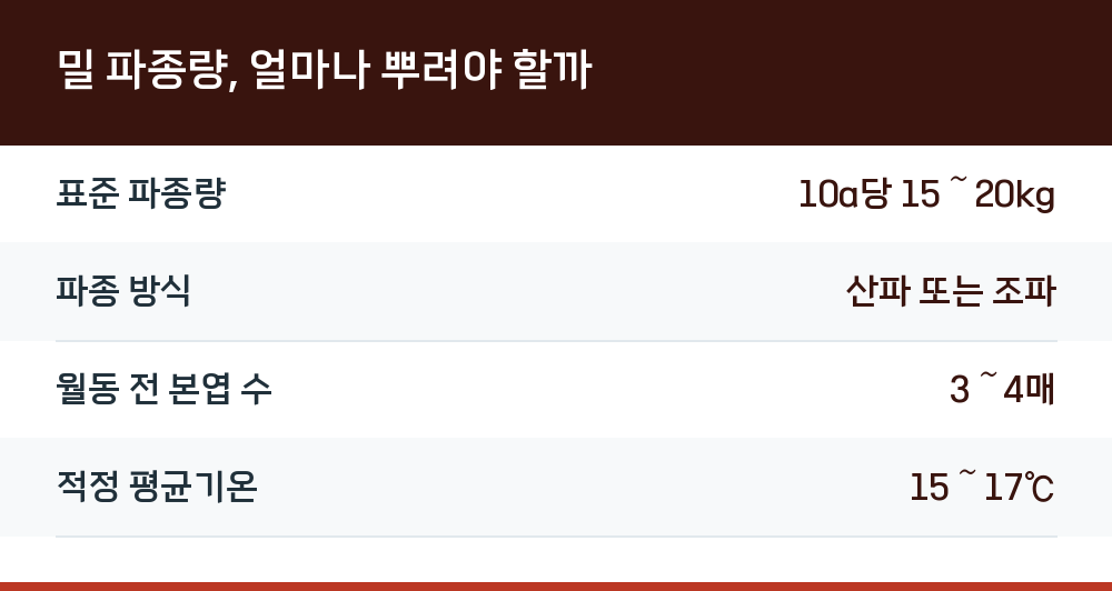 밀 파종량, 얼마나 뿌려야 할까