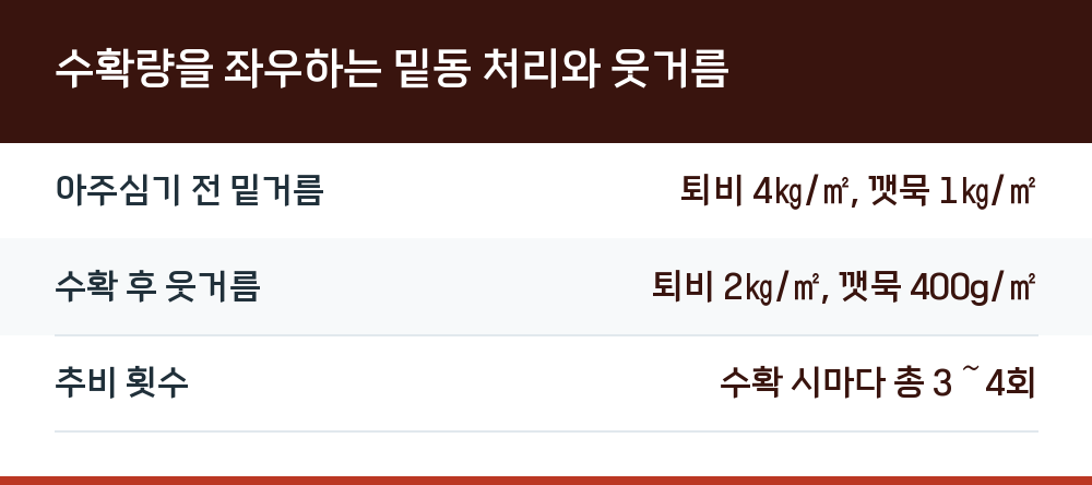 수확량을 좌우하는 밑동 처리와 웃거름