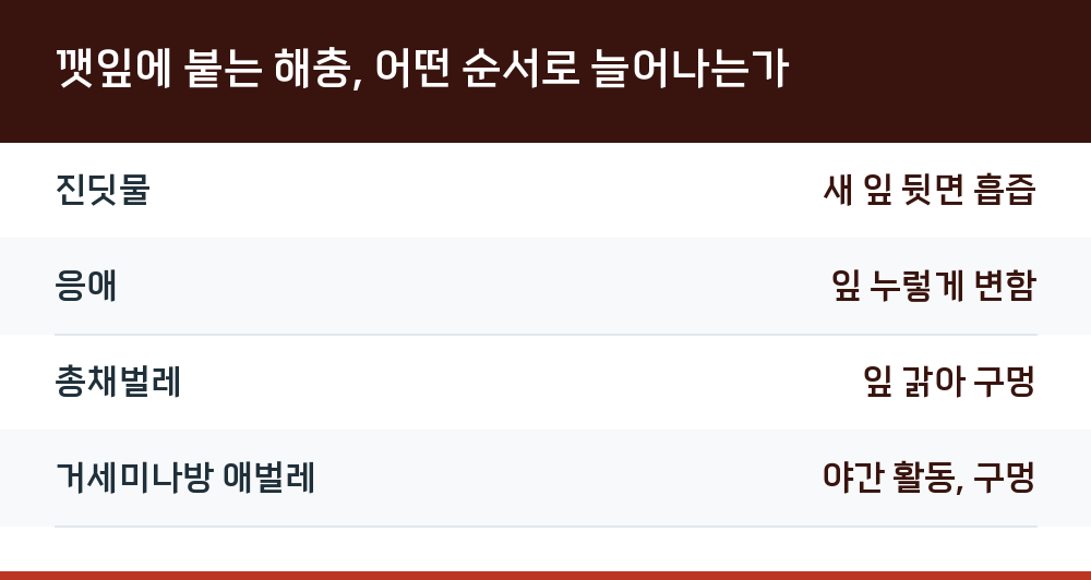 깻잎에 붙는 해충, 어떤 순서로 늘어나는가