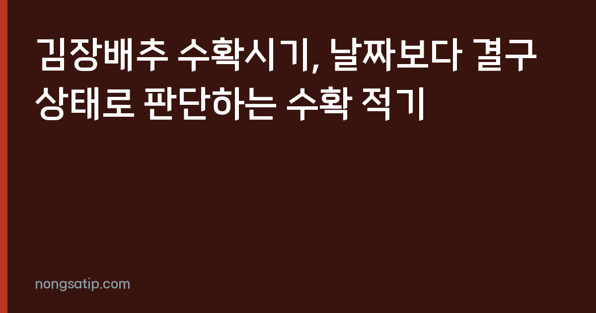 김장배추 수확시기, 날짜보다 결구 상태로 판단하는 수확 적기