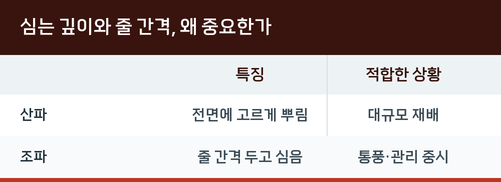 심는 깊이와 줄 간격, 왜 중요한가