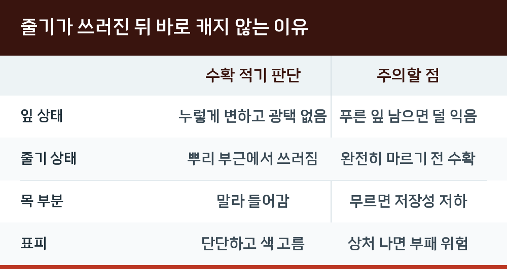 줄기가 쓰러진 뒤 바로 캐지 않는 이유