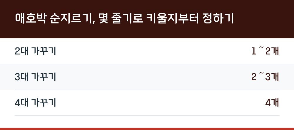 애호박 순지르기, 몇 줄기로 키울지부터 정하기