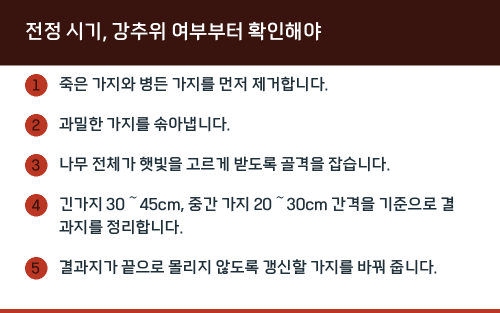 전정 시기, 강추위 여부부터 확인해야