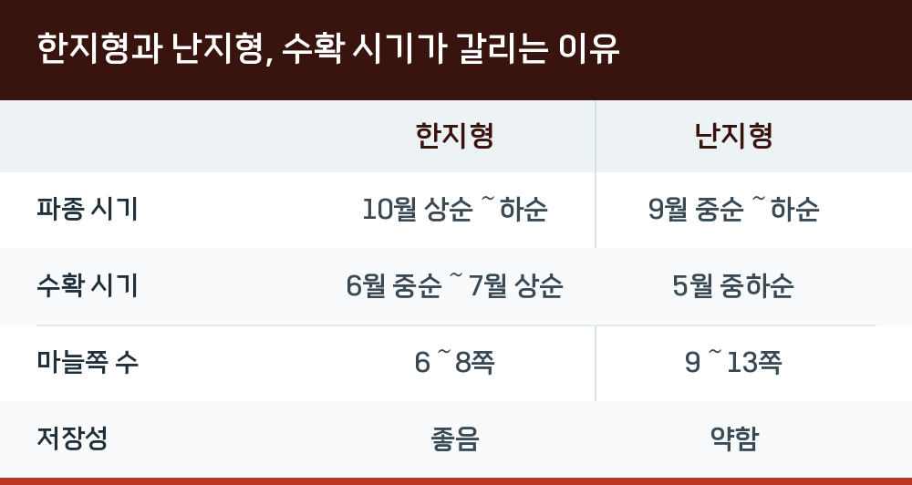 한지형과 난지형, 수확 시기가 갈리는 이유