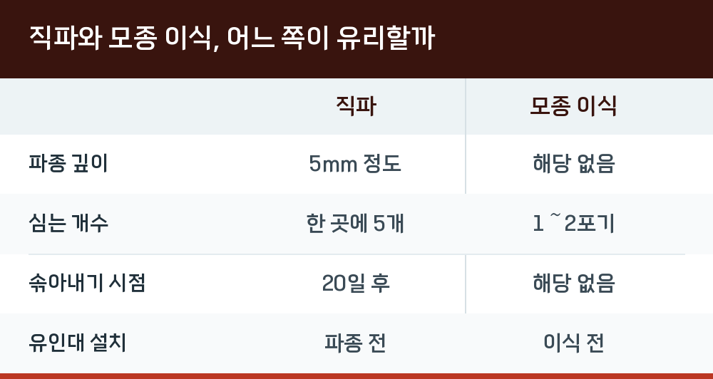 직파와 모종 이식, 어느 쪽이 유리할까