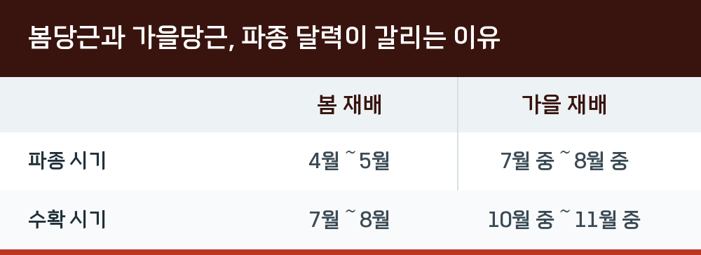 봄당근과 가을당근, 파종 달력이 갈리는 이유