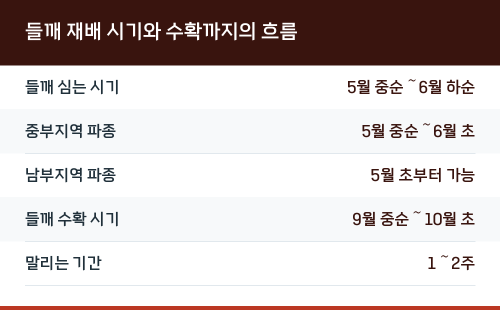 들깨 재배 시기와 수확까지의 흐름